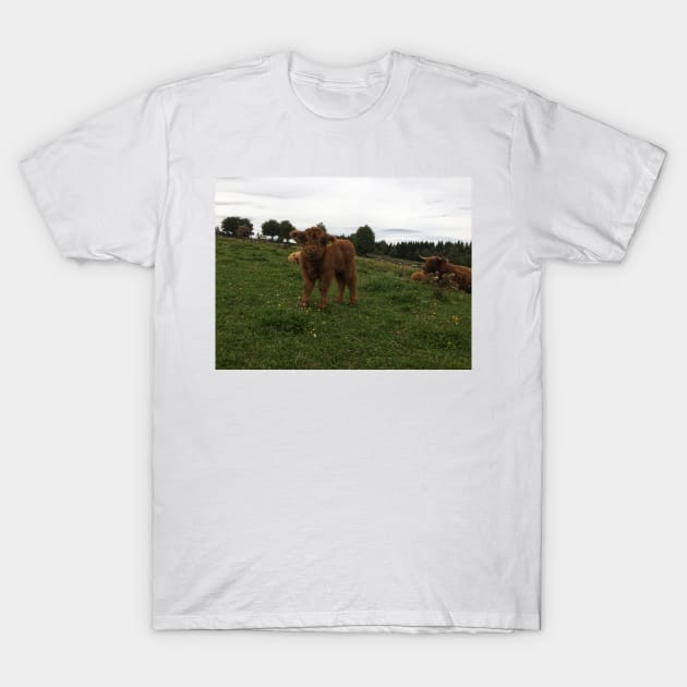 Scottish Highland Cattle Calf 1818 T-Shirt by SaarelaHighland